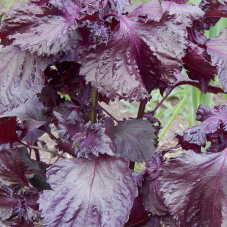 PERILLA / SHISO (Purple) CSB(A)