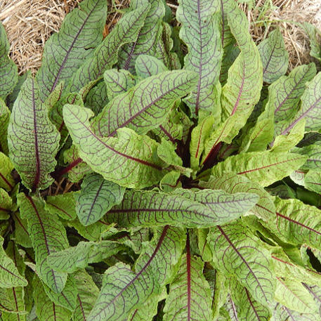 SORREL - RED VEINED (Bloody Dock)