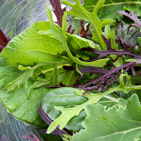 MESCLUN - ORIENTAL MIX