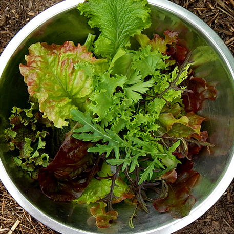 MESCLUN - ITALIAN MIX