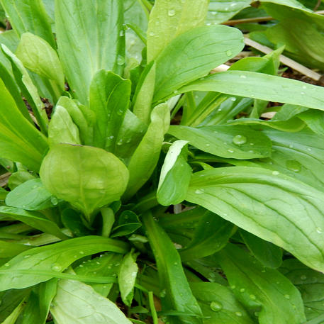 CORN SALAD - DUTCH BROAD LEAVED