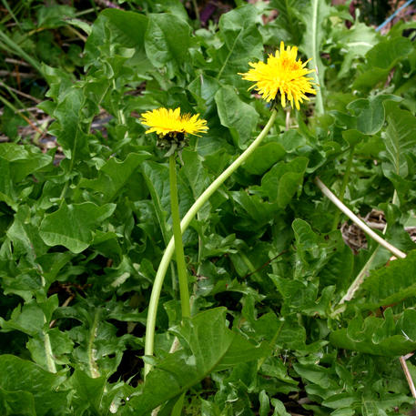 SALAD DANDELION CSB(A)