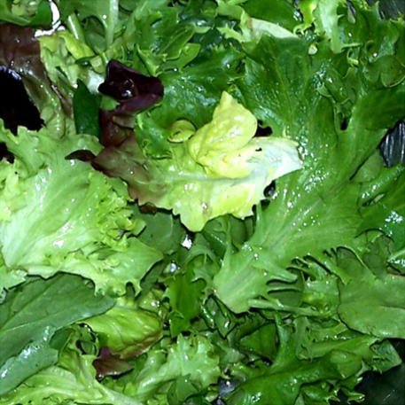 MESCLUN - MILD MIX