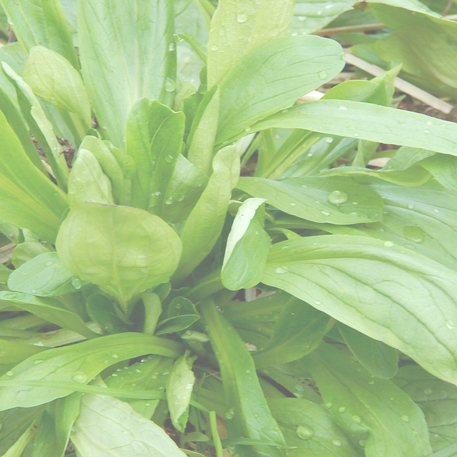 CORN SALAD - DUTCH BROAD LEAVED 0.05kg (50g)