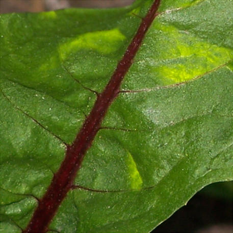 DANDELION - RED RIB