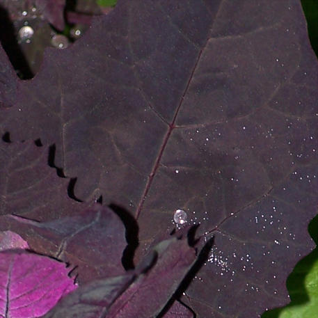 MOUNTAIN SPINACH - RED ORACH