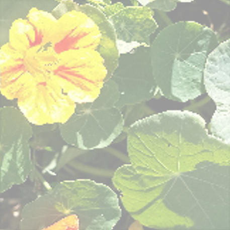 NASTURTIUM 0.1kg (100g)