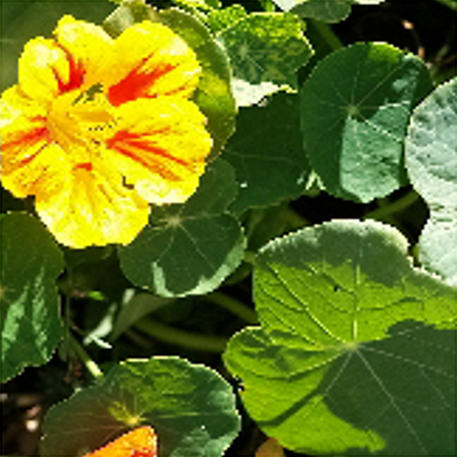 NASTURTIUM 0.01kg (10g)