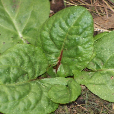 SORREL - FRENCH