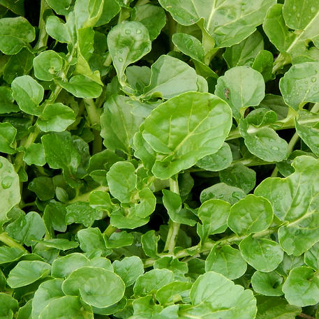 WATERCRESS