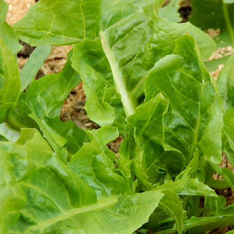 CHICORY - GIANT CHIOGGIA