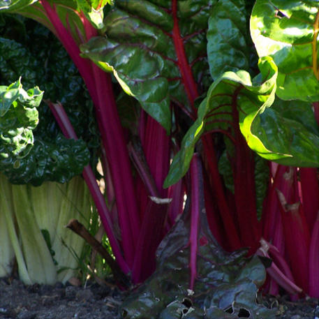 RAINBOW CHARD 0.01kg (10g)