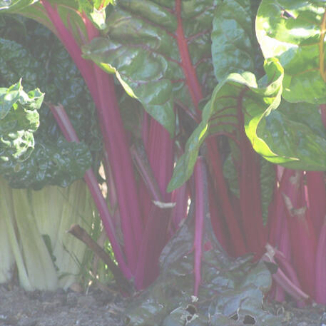 RAINBOW CHARD 0.1kg (100g)