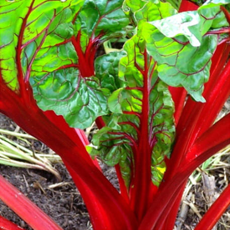 RHUBARB CHARD