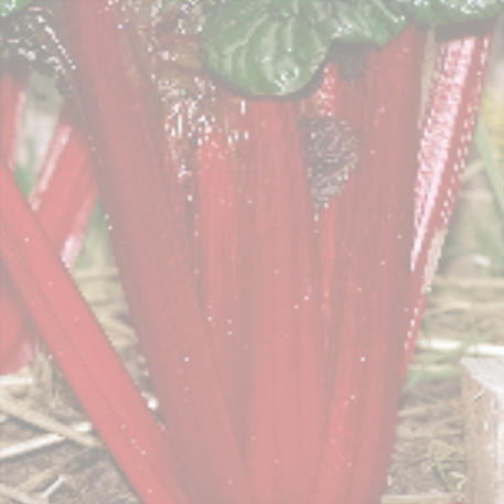 RUBY RED CHARD 0.1kg (100g)