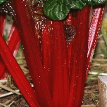 RUBY RED CHARD