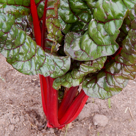 CARDINAL