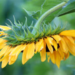 GIANT RUSSIAN (Sunflower)