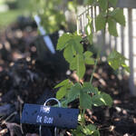 HOPS (Rhizome) - DR RUDI