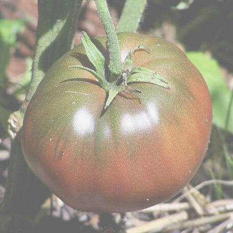 BLACK KRIM 0.02kg (20g)