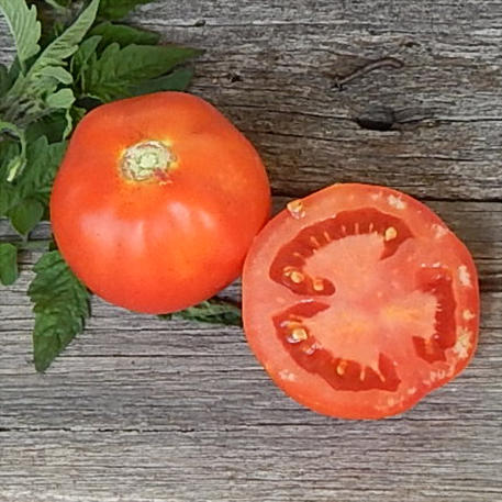 RED RUSSIAN (Tomato)