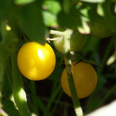 BROAD RIPPLE YELLOW CURRANT