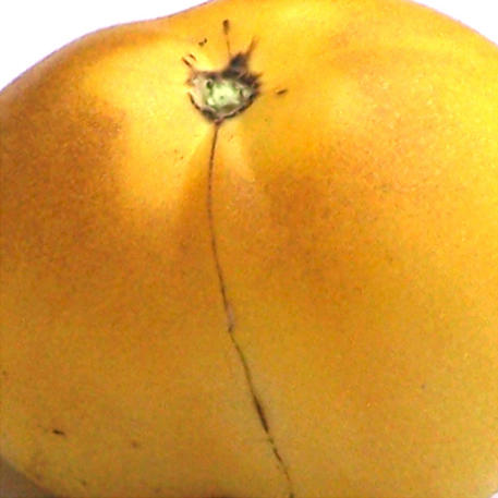 WAPSIPINNICON PEACH 