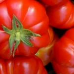 COSTOLUTO FIORENTINO