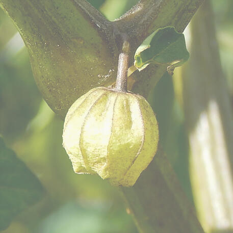 CAPE GOOSEBERRY - GOLDEN NUGGET 0.01kg (10g)