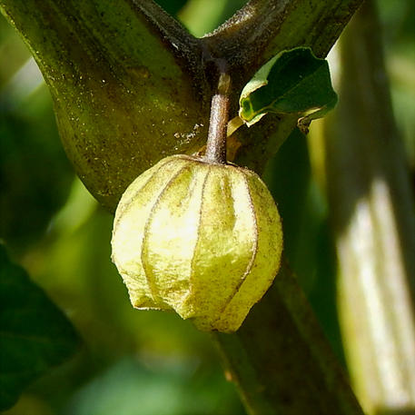 CAPE GOOSEBERRY - GOLDEN NUGGET