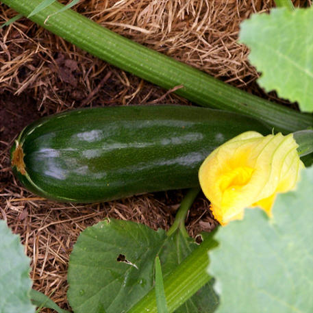 BLACK BEAUTY (Zucchini) 0.01kg (10g)