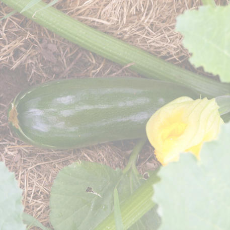 BLACK BEAUTY (Zucchini) 0.05kg (50g)