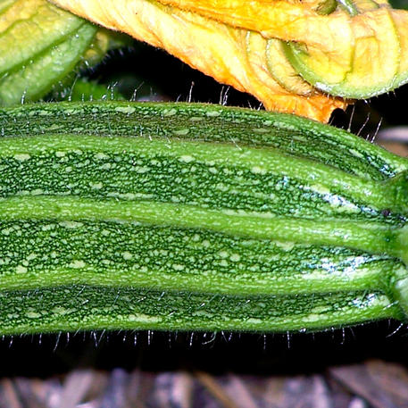 COSTATA ROMANESCO CSB(A)