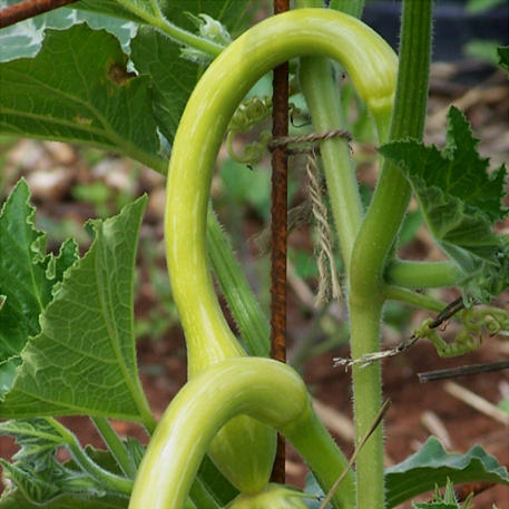 RAMPICANTE (Climbing Zucchini) CSB(A)