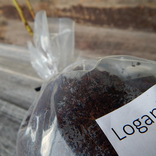 LOGANBERRY (Thornless) (Pack of 2)