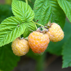 RASPBERRY 'Golden Yellow' (1 Cane)