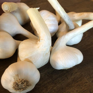 TASMANIAN WHITE
