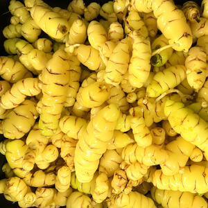 NEW ZEALAND YAM - Fork and Hoe (5 Tubers)