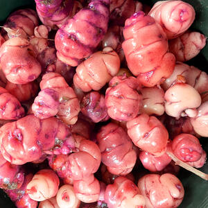 NEW ZEALAND YAM - Fork and Hoe Pink (5 Tubers)