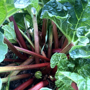 RHUBARB - SYDNEY CRIMSON (crown)