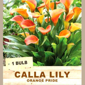CALLA LILY 'Orange Pride' (1 Bulb)
