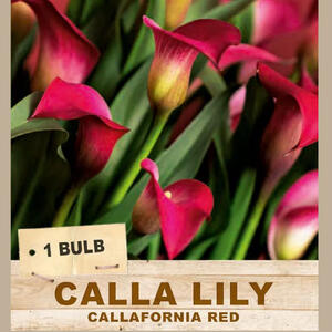 CALLA LILY 'Callafornia Red' (1 Bulb)