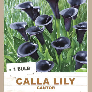 CALLA LILY 'Cantor' (1 Bulb)