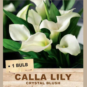 CALLA LILY 'Crystal Blush' (1 Bulb)