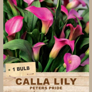 CALLA LILY 'Peters Pride' (1 Bulb)