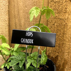 HOPS (Rhizome) - CHINOOK