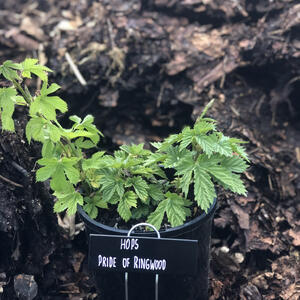 HOPS (Rhizome) - PRIDE OF RINGWOOD