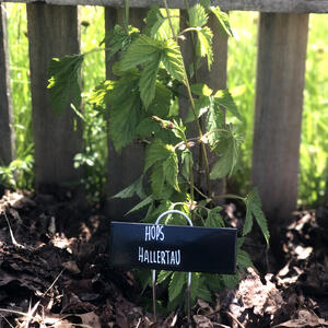 HOPS (Rhizome) - HALLERTAU