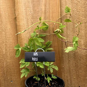 HOPS (Rhizome) - PERLE