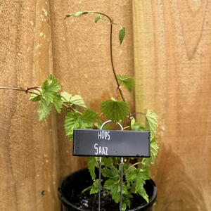 HOPS (Rhizome) - SAAZ